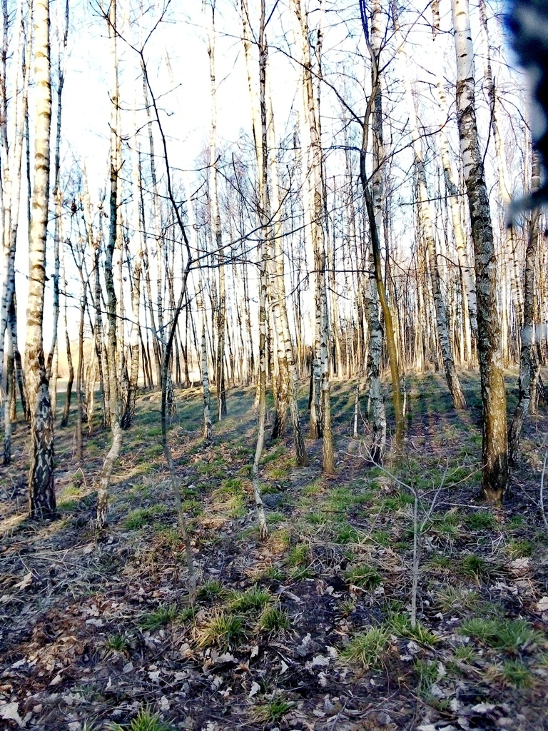 LAS NA PRZEDWIOŚNIU